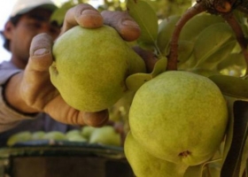 Buscan levantar el cierre de Brasil para las peras y manzanas de Argentina