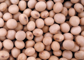 Argentina aprueba un nuevo evento biotecnológico para soja