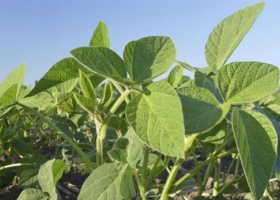 Equity: qué es y cómo usar esta alternativa de financiamiento en el agro.