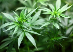 Nueva salida laboral para agrónomos argentinos: se estableció el marco normativo para producir cannabis medicinal