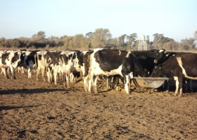 Luego de 36 años finalmente actualizaron el Reglamento de Control Lechero Oficial de Holando argentino