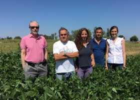 Un logro argentino: el Inase aprobó la variedad de soja Tango 4S que tiene la mayor parte de sus vainas con cuatro semillas