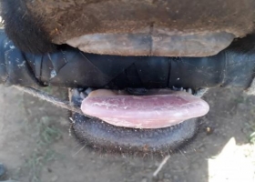 Encontró en la dentadura de las vacas un negocio que ya hizo de exportación