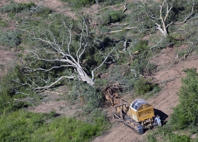  “Argentina está entre los 10 países que más destruyen sus bosques”