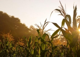 Los cinco números del impacto de la cadena de etanol de maíz