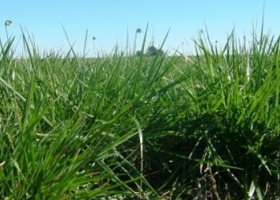 Alerta: detectan festuca infectada con un hongo que podría intoxicar bovinos