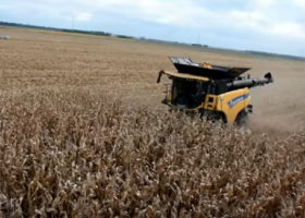 Buen avance de la cosecha de maíz con un rinde medio nacional que supera los 96 qq/ha