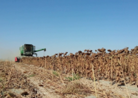 La cosecha de girasol mantiene su proyección de producción en casi 4 millones de toneladas