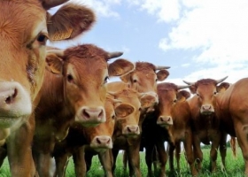 Acuerdo para exportar bovinos argentinos a Kazajistán