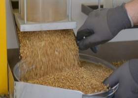 Trigo agroecológico: Santa Fe realizó la primera molienda a gran escala