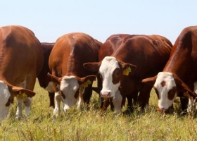 La industria de la carne recurrió a la justicia por los cambios en el peso mínimo de faena