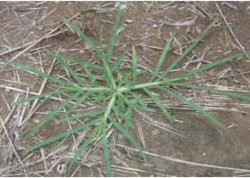 Malezas: emiten alerta amarilla por una posible resistencia múltiple