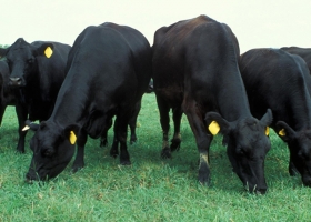 Técnicos del INTA apuntan a las herramientas virtuales para hacer más eficiente la producción ganadera