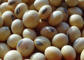 Subió el valor de la soja argentina tras el repunte externo y la devaluación del peso