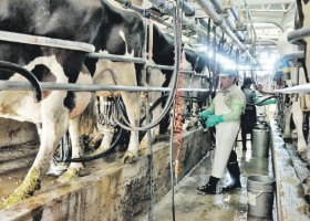 El INTA relevó los desafíos de la lechería