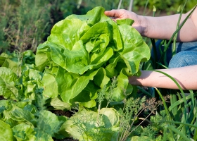 Hay más de 3,6 Mha de producción orgánica en Argentina, según el Senasa