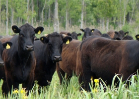 Liniers: 70% de hembras y terneras de 314kg en la jornada del martes