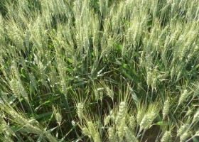 Cuál es el costo de guardarse semilla de producción propia