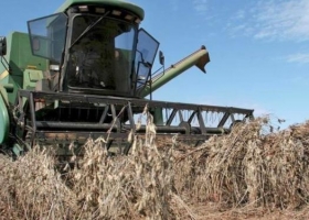 La oferta de Paraguay: una sequía recortó en 1,5 millones de toneladas la cosecha de soja