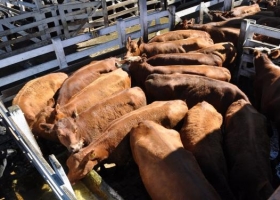 Destacado interés por la vaca en los mercados de hacienda