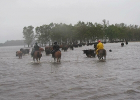 Inundaciones: drama en los campos del norte y en la cuenca lechera de Santa Fe.