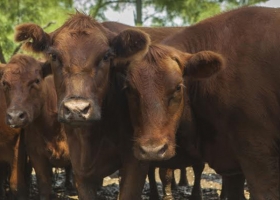 La faena de hembras descontó 128.000 vacas y 131.000 vaquillonas del rodeo nacional