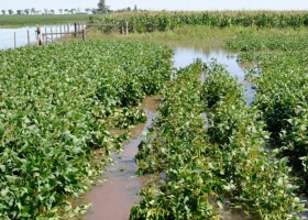 En Santa Fe llovieron hasta 230mm y se sigue demorando la cosecha