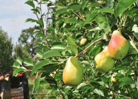 Prorrogan por un año la emergencia nacional para peras y manzanas