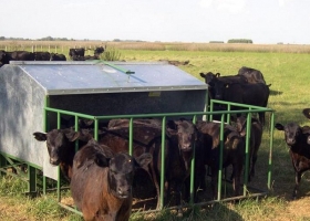 Creep feeding: la técnica que permite aumentar la producción de carne por hectárea
