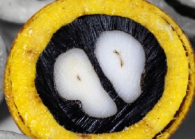 La palmera nativa que produce 10 veces más aceite que la soja