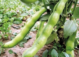 Claves para el manejo químico y mecánico contra las malezas en las legumbres