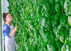 Los alimentos del futuro según el mayor fondo de inversión del mundo