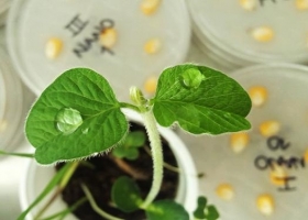 Buscan reducir a la mitad las aplicaciones con una innovadora técnica de nanoencapsulación