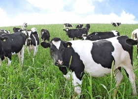 Detectan en Brasil un caso atípico de “Vaca loca”