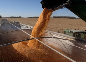 En junio la exportación de maíz podría crecer un 194% contra el año pasado