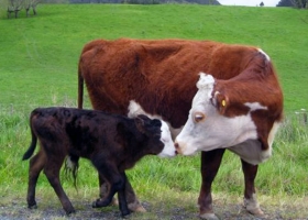 Destete: todo acerca del manejo que favorece a la vaca sin perjudicar al ternero