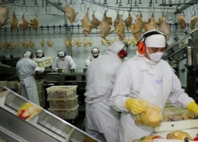Producción avícola: actualizan requisitos sanitarios para exportar a China