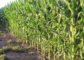 El USDA informó que Estados Unidos perdería 34,4 millones de toneladas de maíz