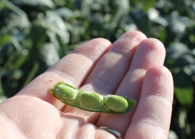 Un estudio científico argentino determinó que la elección del cultivar es la variable más importante para lograr cultivos de soja con alta proteína
