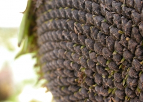 Economía regional: “Si seguimos considerando al girasol como parte de la agricultura pampeana, seguramente seguiremos castigándolo”