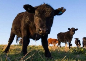 Intensifican controles a la importación de rumiantes tras los casos de vaca loca