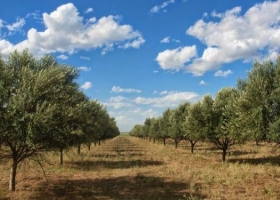 Logran un aceite de oliva en CABA con la calidad del Mediterráneo
