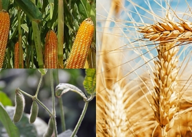 La producción agrícola incorpora más tecnología y mejor manejo