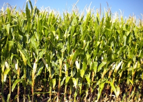 Agricultura: En junio, el Estado retuvo el 56,9% de la renta agrícola con retenciones, tasas e impuestos