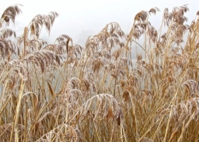 Una semana de invierno pero sin frío polar