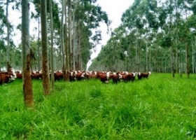 La Adopción De Sistemas Foresto Ganaderos Aumenta La Rentabilidad De La Producción Agropecuaria