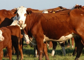 Los productores de toda la provincia de Corrientes pueden emitir el DUT