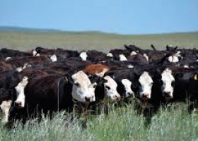  La Unión Europea reconoce a la Patagonia Norte A como región libre de aftosa sin vacunación