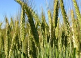 El trigo mejoró en sanidad gracias al frío