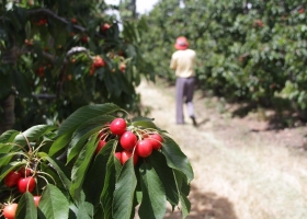 El gobierno baja los derechos de exportación para productos de las economías regionales